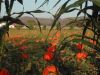 Emma and the Pumpkin Patch