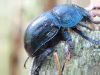 Dung Beetle