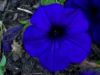 Blue Flower