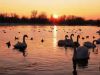 pond at dawn