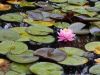 A LILY IN THE POND