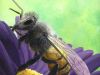 Bees in Summer Dreams