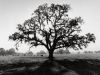 Elated Letters Beneath a White Oak Tree