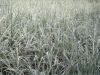 White Grass
