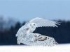 The Flight of the Snowy Owl 