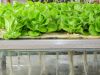 Aeroponics Market | Global Opportunity, Growth Analysis And Outlook Report upto 2028