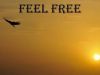 Feel Free