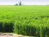 Cultivating Prosperity: Exploring the Best Things about Agriculture in Bihar | Harisharan Devgan