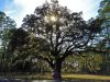 Beneath the old oak tree