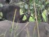 Vuelta de los rinocerontes - Return of the Rhinos -  Uganda