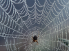 Spider Web