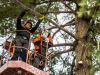 How to Assess Arborists' Knowledge and Experience?