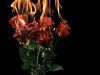 The Burning of a Tethered Rose