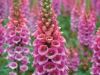 FOXGLOVE DREAMING