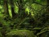 Mossy Kingdoms