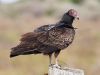 Even Turkey Vultures Are Beautiful...