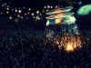 Firefly
