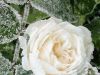 Sweet White Rose