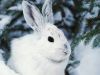 Tiny little white rabbit