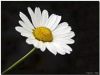 The Difference In A Daisy