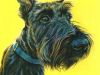  I am a scottie dog 