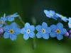 Forget Me/Forget Me Not