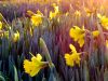 Daffodils