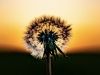 The Dorset Dandelion