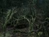 Faeries