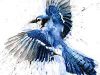 Beauty And The BlueJay