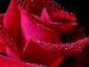 A Red Rose