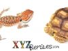 From Novice to Expert, These Are The Two Best Reptiles For Sale