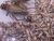Frog Feed