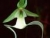 Ghost Orchid