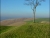 The lonely tree