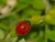Cameo Ladybug