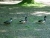 The Troupe of Ducks