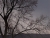 The Fog