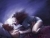Recurrent Dream