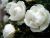 Three white roses 