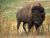 Buffalo Grass
