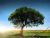 Horticulture (Haiku)