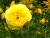The Yellow Rose of Friendship and Happiness