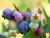 Thoughts Among The Blueberries 