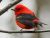 Scarlet Tanager of Brightness and Warmth 