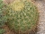 I Fluff Your Cushion of Cactus Thorns