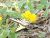 Yellow Swallowtail Flashes