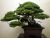 My  bonsai Tree