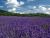 Lavender Perfume