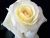 White Rose